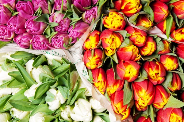 stock image Tulips