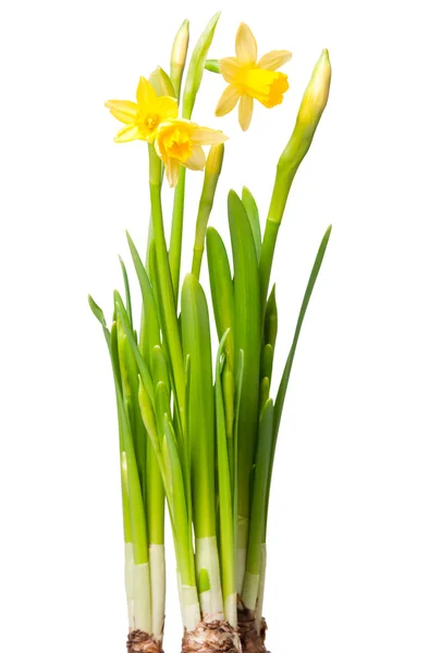 Ödünç lily — Stok fotoğraf