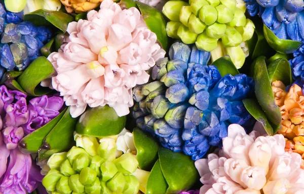 Hyacinth — Stock Photo, Image