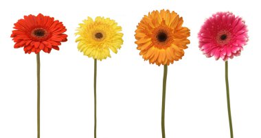 Four flowers clipart