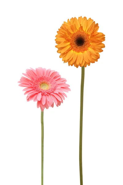 Två daisy — Stockfoto