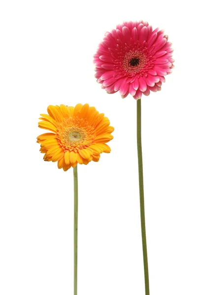 Чотири квіти — стокове фото