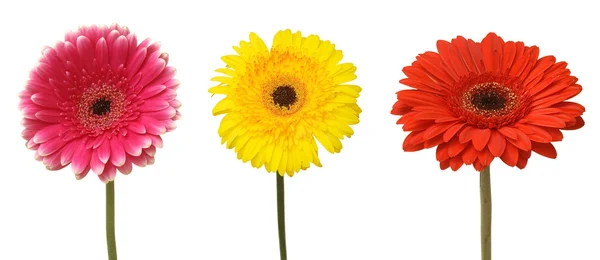 Üç çiçek — Stok fotoğraf