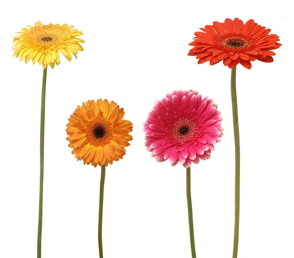 Dört çiçek — Stok fotoğraf