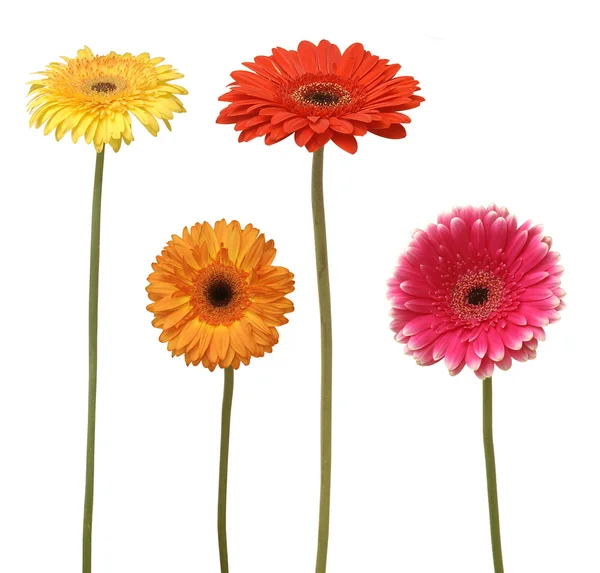 Four flowers — Stock Photo, Image