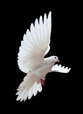 A free flying white dove isolated on a black