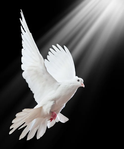 A free flying white dove isolated on a black — Stock Photo © Irochka ...