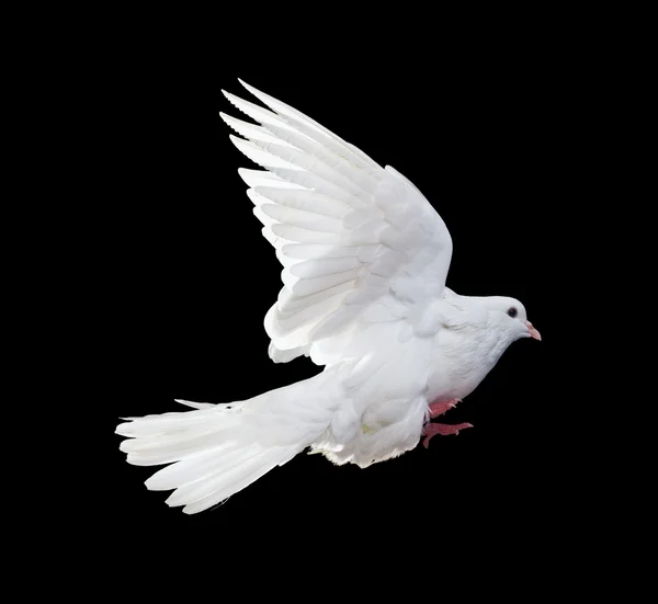 Dove flying — Stock Photo © ifong #9025250