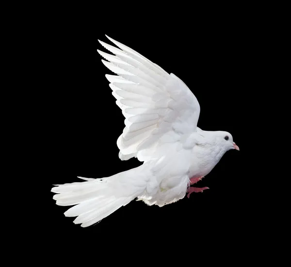 ᐈ Soaring birds stock images, Royalty Free soaring dove photos ...