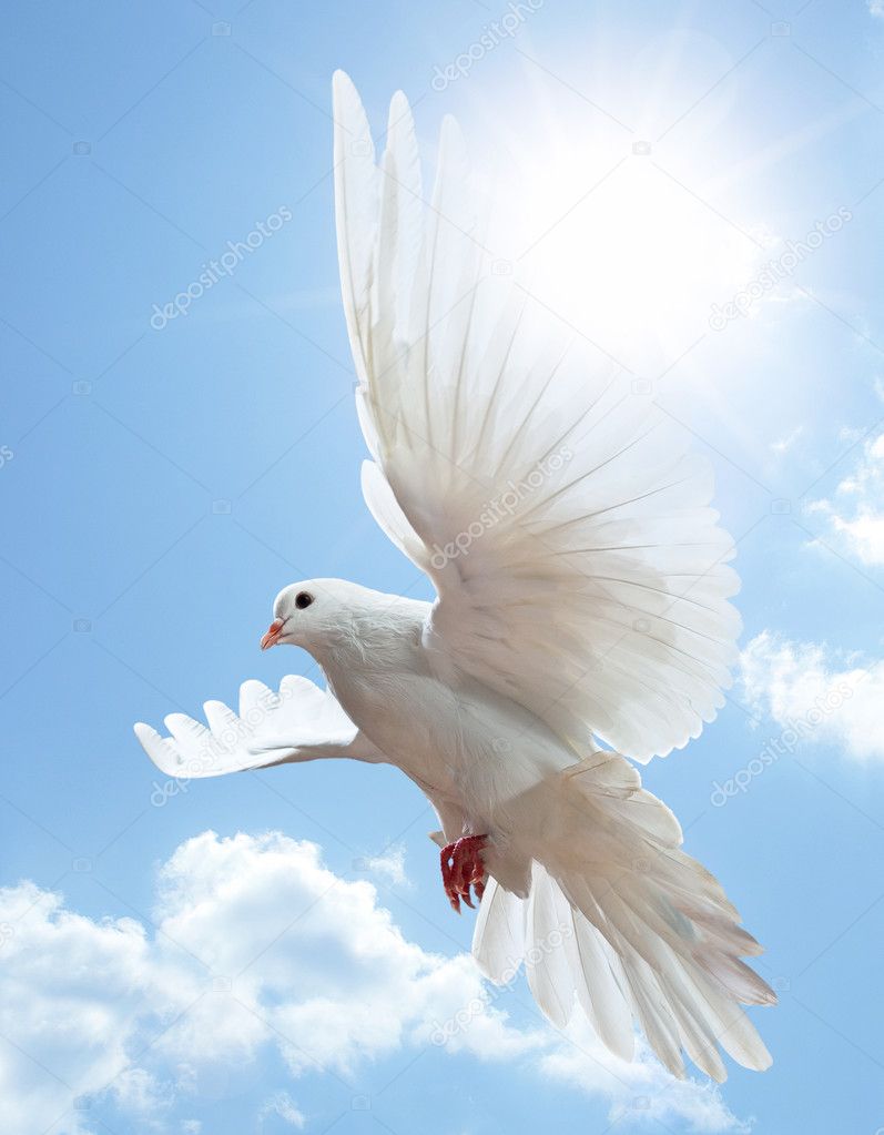Dove in the air with wings wide open in-front of the blue sky — Stock ...