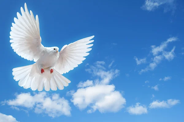 Dove in the air with wings wide open — Stock Photo © Irochka #5124655