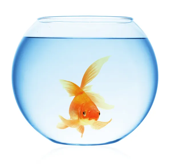 ᐈ A goldfish in a bowl stock pictures, Royalty Free goldfish bowl ...