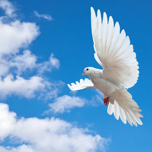 Dove in the air with wings wide open — Stock Photo © Irochka #5132697