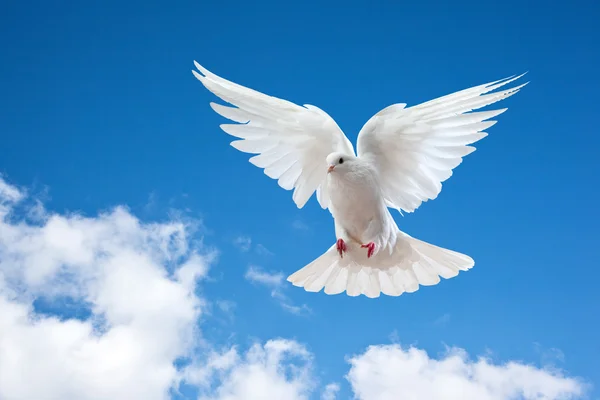 Dove in the air with wings wide open — Stock Photo © Irochka #5124655