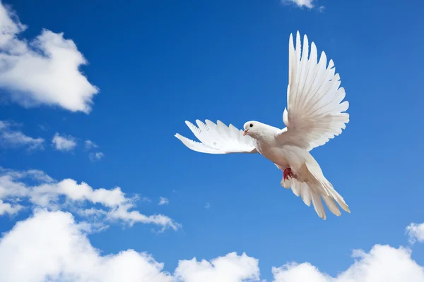 Doves flying Stock Photos, Royalty Free Doves flying Images ...