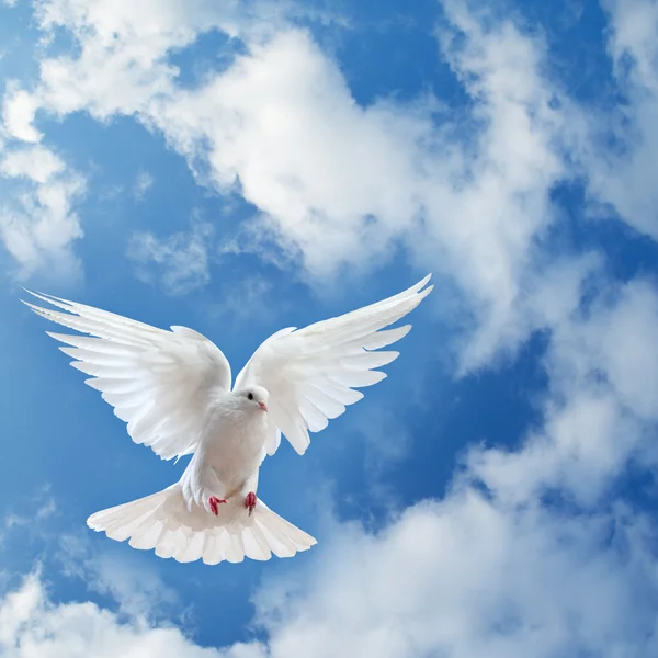 Dove in the air with wings wide open — Stock Photo © Irochka #5124655