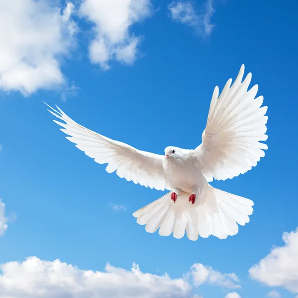 A free flying white dove — Stock Photo © Irochka #1337508