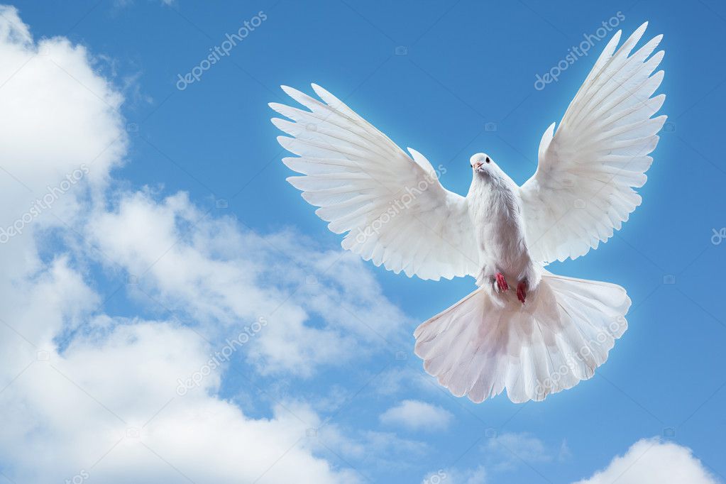 Dove in the air with wings wide open — Stock Photo © Irochka #5120942