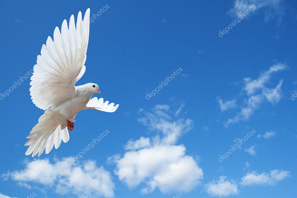 Dove in the air with wings wide open — Stock Photo © Irochka #5121269
