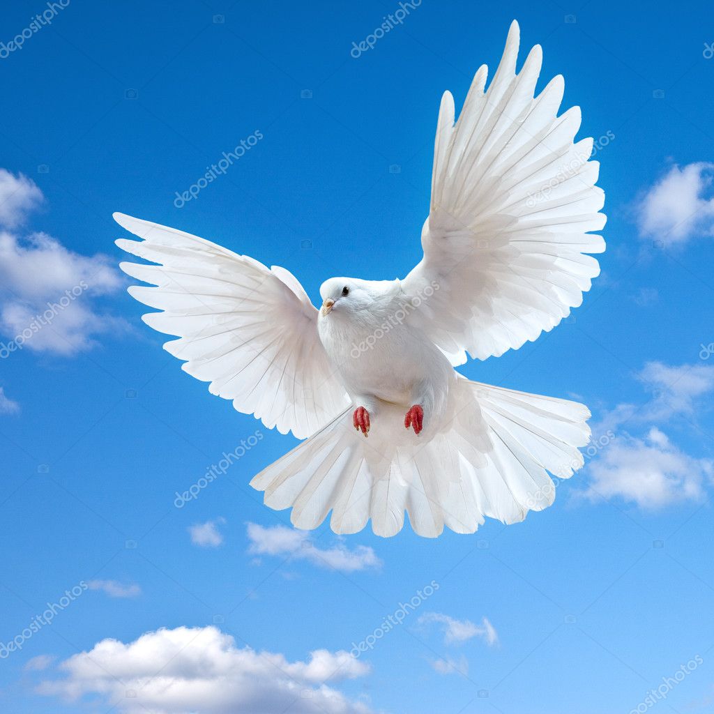 Dove in the air with wings wide open — Stock Photo © Irochka #5121275