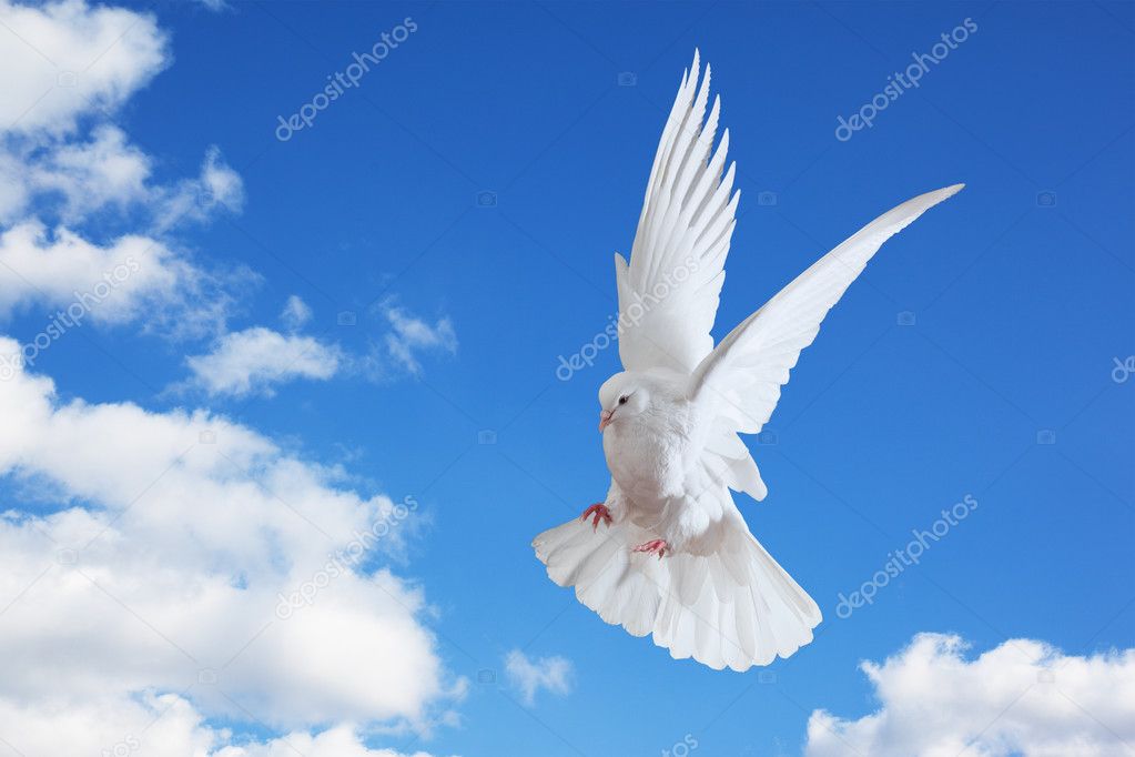 Dove in the air with wings wide open Stock Photo by ©Irochka 5121617