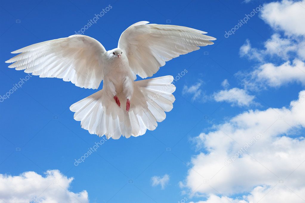 Dove in the air with wings wide open — Stock Photo © Irochka #5121643