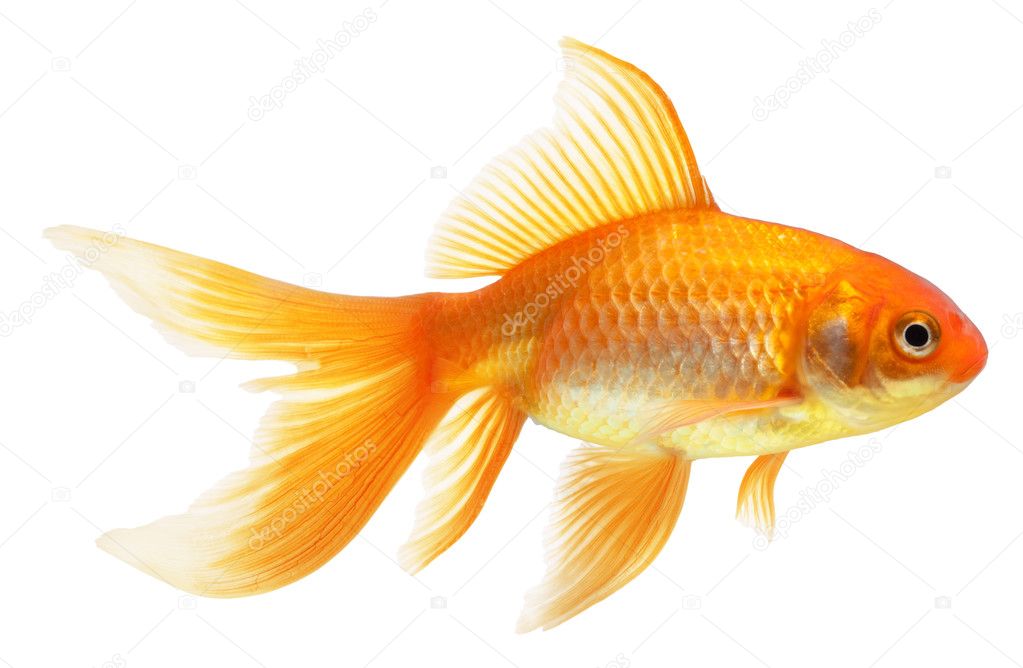 Gold Fish Stock Photo By C Irochka 5121815