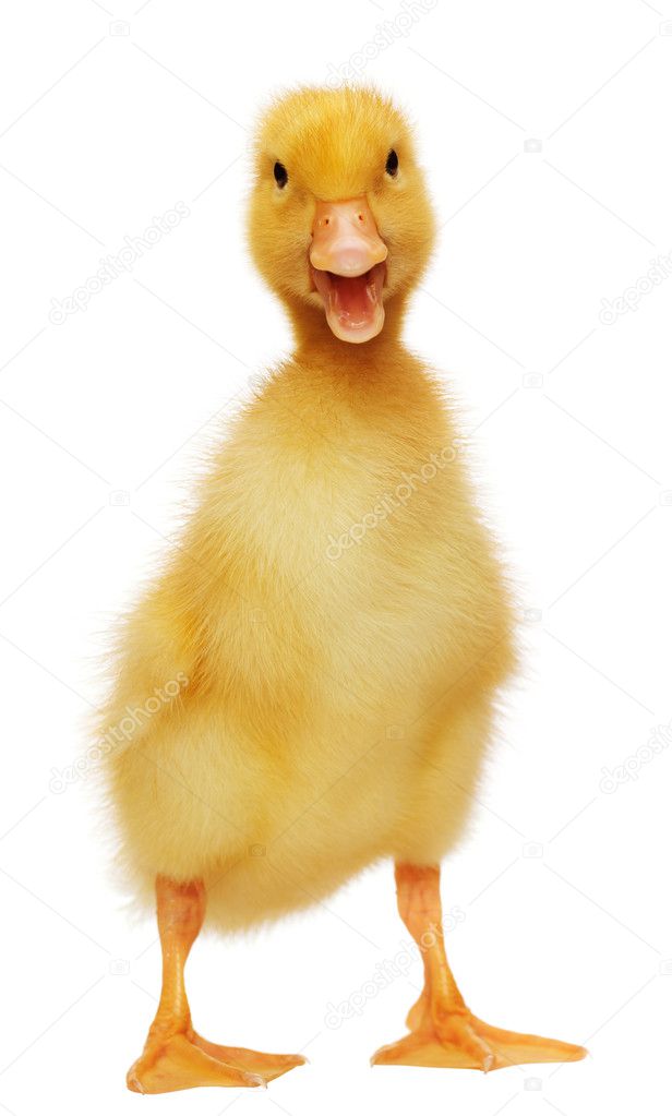 ᐈ Baby Duck Stock Pictures Royalty Free Duckling Pics Download On Depositphotos