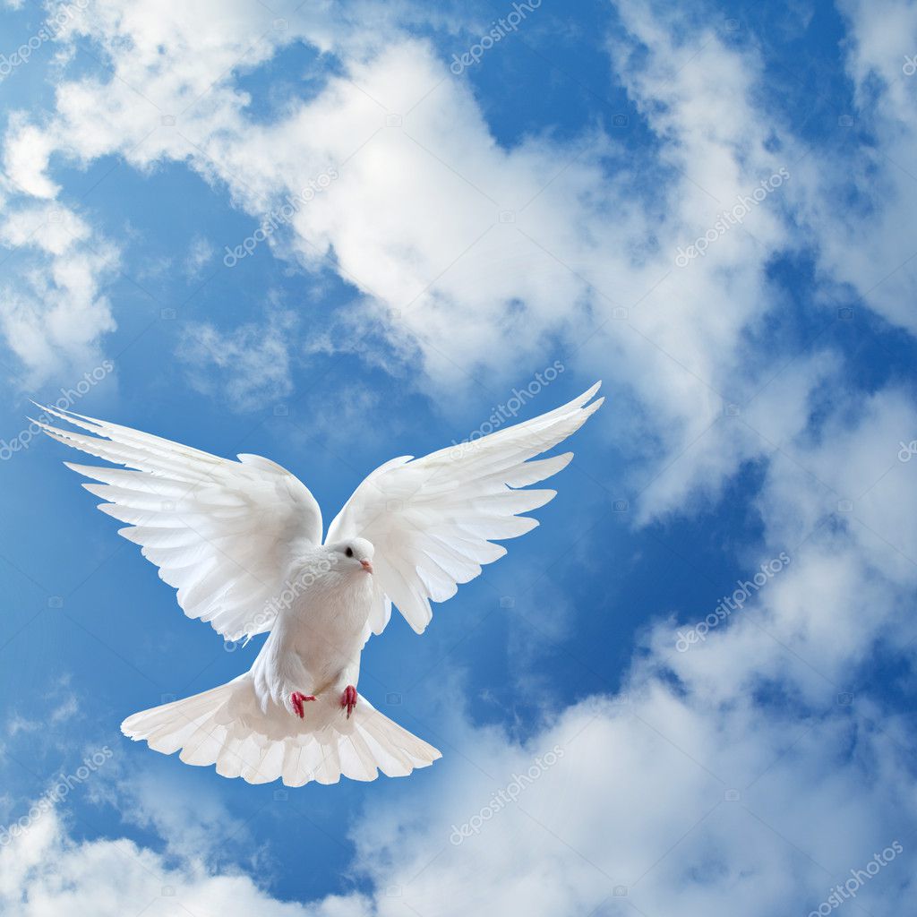Dove in the air with wings wide open Stock Photo by ©Irochka 5126171