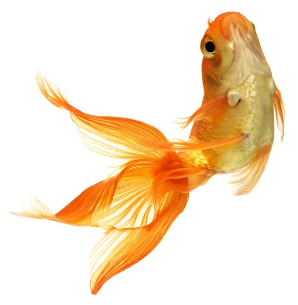 ᐈ A goldfish in a bowl stock pictures, Royalty Free goldfish bowl