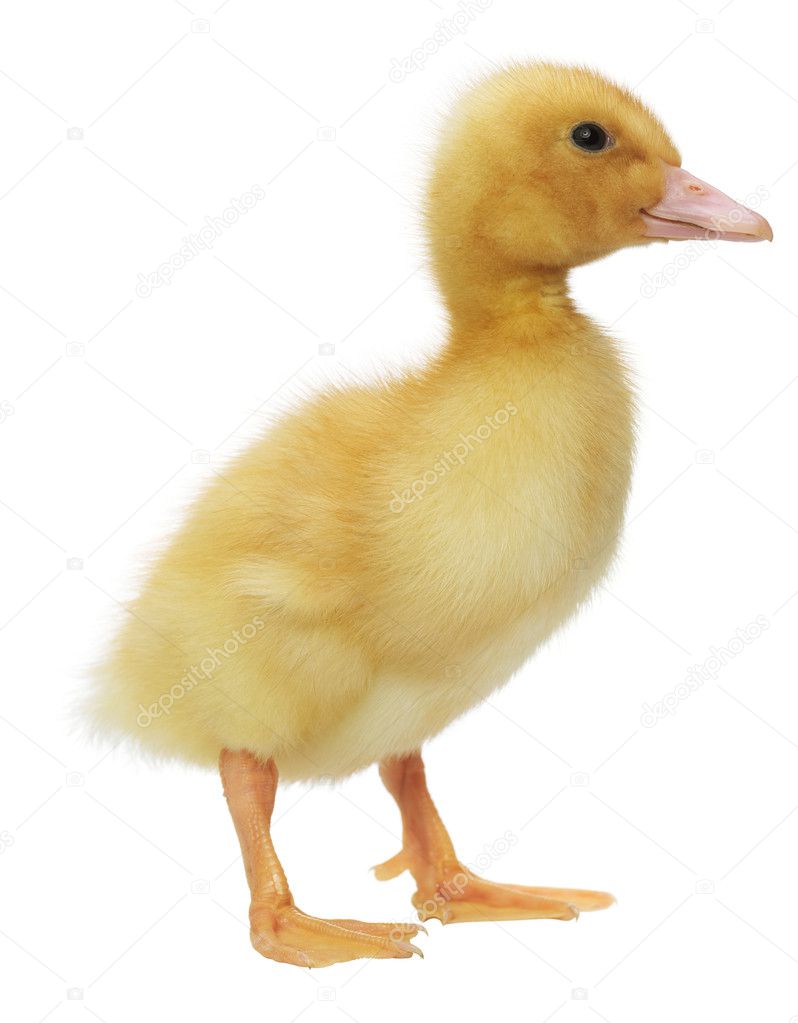 Two days old easter duckling looking cute — Stock Photo © Irochka #5139139