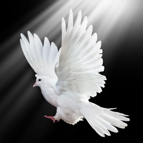 A free flying white dove isolated on a black Stock Photo by ©Irochka ...