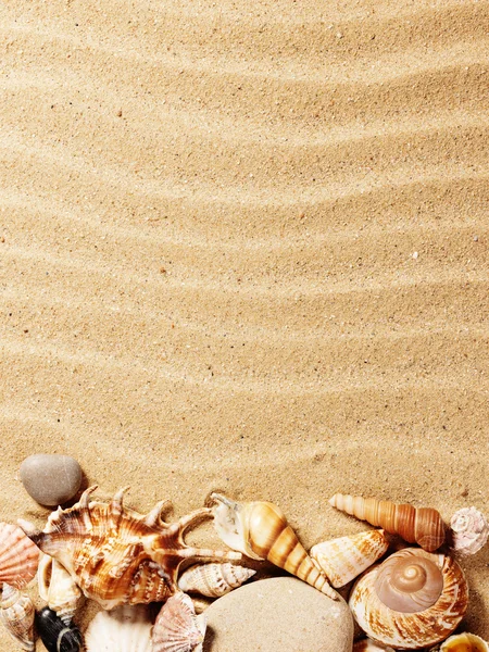 Sea shell on sand