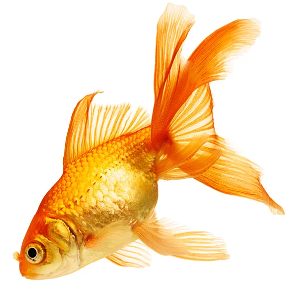 27 677 Goldfische Stock Photos Free Royalty Free Goldfische Images Depositphotos