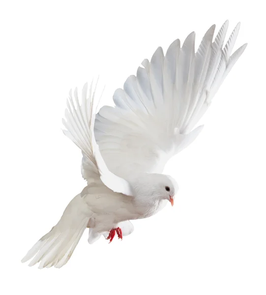 8,938 White dove flying Stock Photos | Free & Royalty-free White dove ...