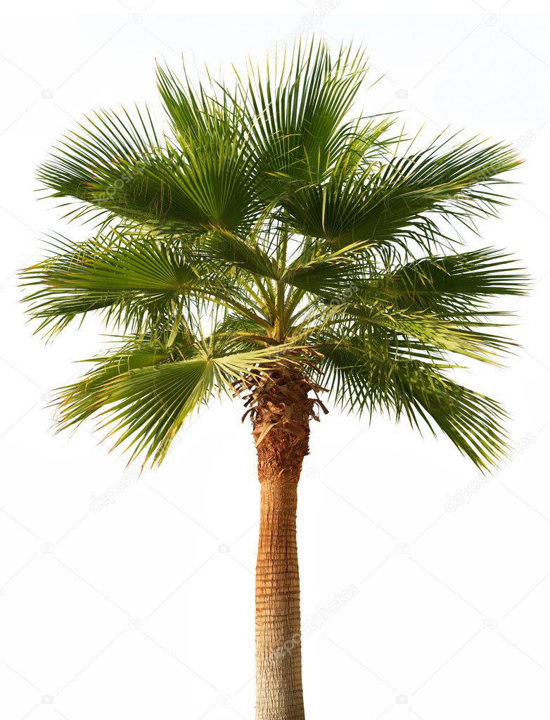 244 554 Palm Trees Stock Photos Free Royalty Free Palm Trees Images Depositphotos