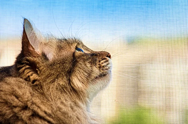Cat looking into the distance — Stock Photo, Image