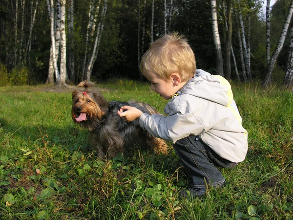 Niño con perro atardecer madera — Foto de Stock