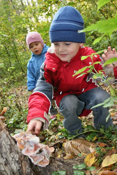 Children explore shelf fungus — Stock Photo, Image