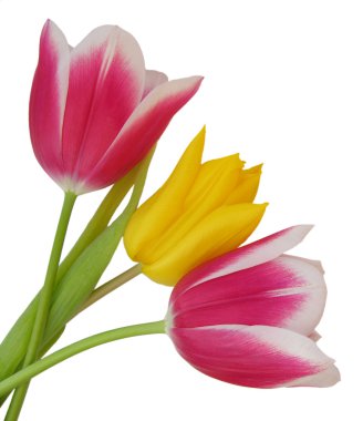 Tulips clipart