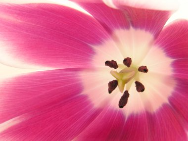 Tulip closeup clipart