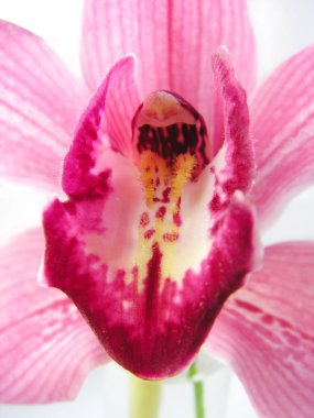Orkide 3
