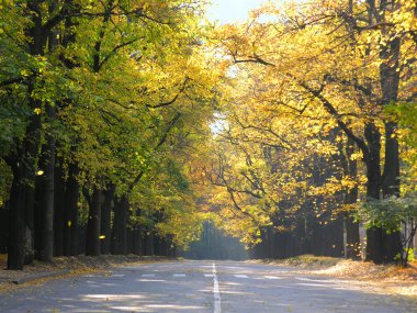 Road with autumn yellow leaves clipart