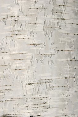 Birch texture clipart