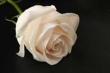 White rose on black clipart