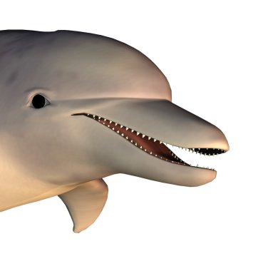 Render dolphin clipart