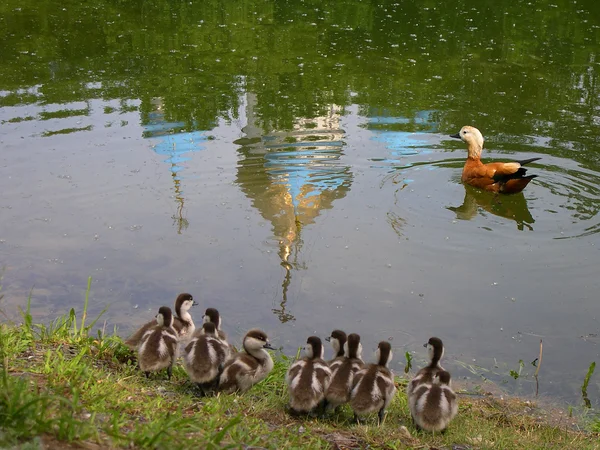 Duck teaches duckling to sail on pond with reflecting church — Stock Photo, Image