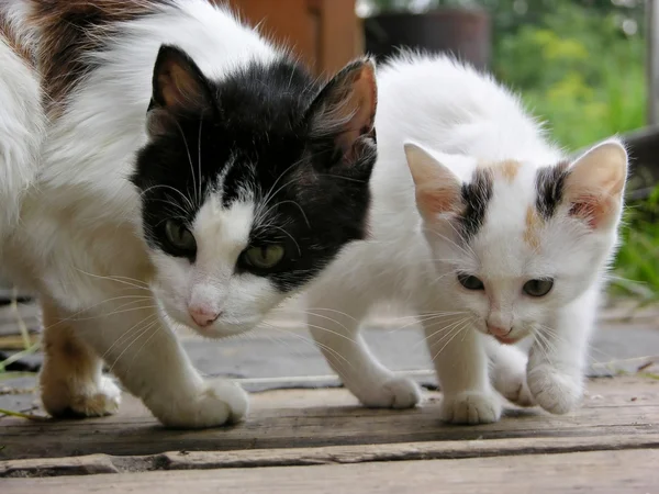 stock image Cat and kitty