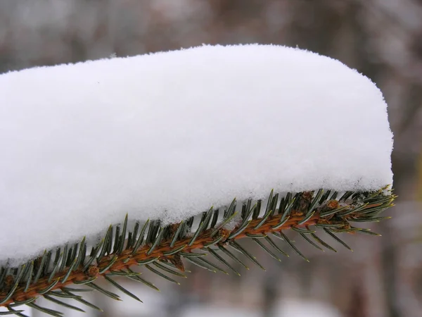 Banco de neve firtree — Fotografia de Stock