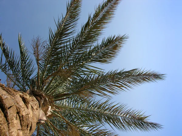 Palm på himlen — Stockfoto